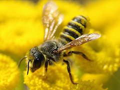 Leaf-cutter Bee